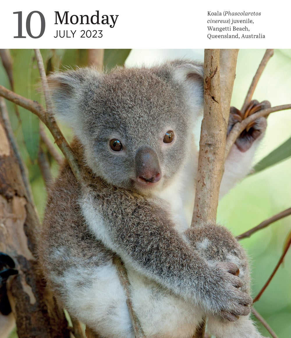 Audubon Nature Page-A-Day Gallery Calendar 2023