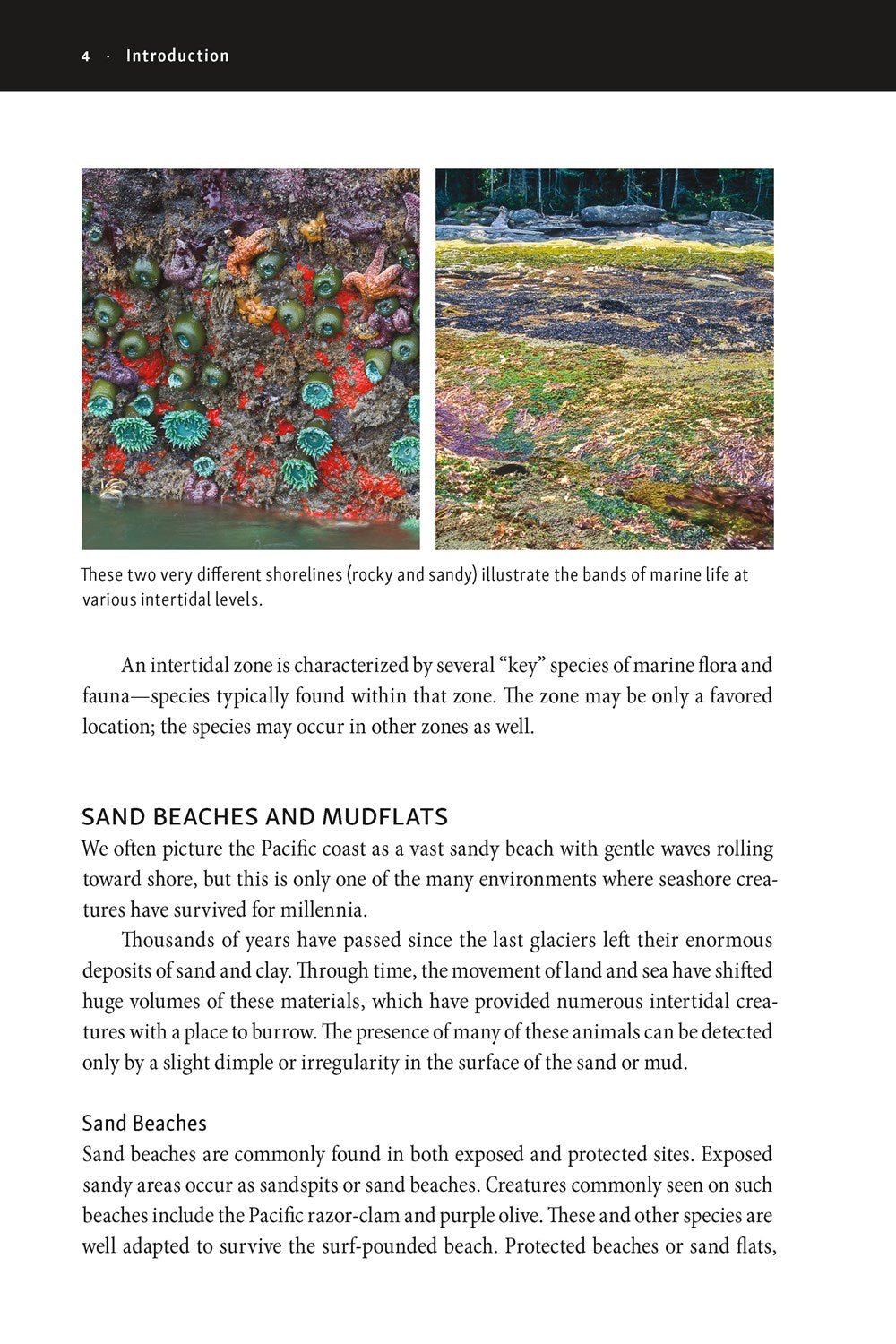 The New Beachcomber's Guide to the Pacific Northwest