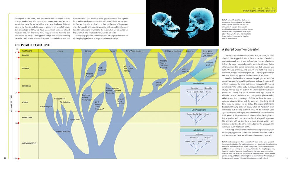 The Primate Family Tree