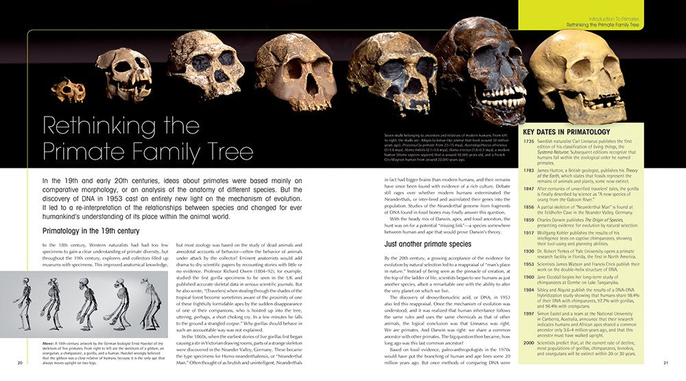 The Primate Family Tree