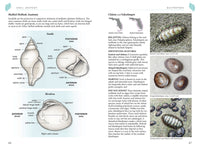 Florida's Living Beaches