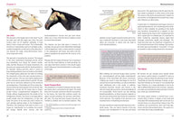Physical Therapy for Horses: A Visual Course in Massage, Stretching, Rehabilitation, Anatomy, and Biomechanics
