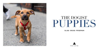 The Dogist Puppies