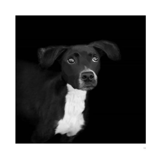 Abandoned: Chronicling the Journeys of Once-Forsaken Dogs