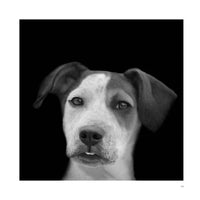 Abandoned: Chronicling the Journeys of Once-Forsaken Dogs