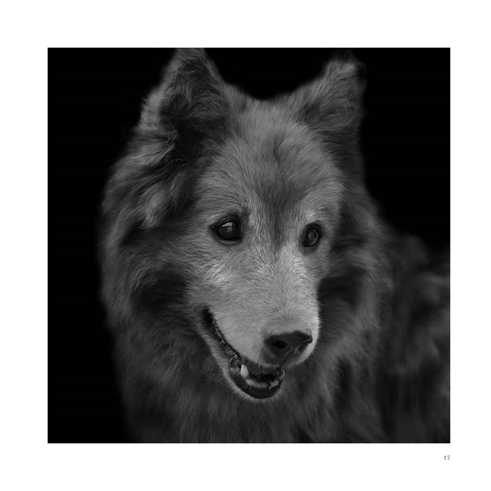 Abandoned: Chronicling the Journeys of Once-Forsaken Dogs