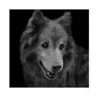 Abandoned: Chronicling the Journeys of Once-Forsaken Dogs