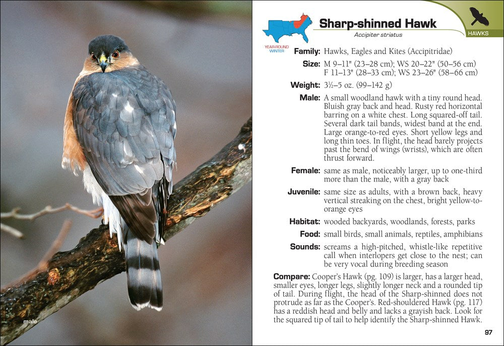 Birds of Prey of the South Field Guide