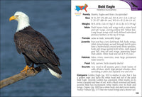 Birds of Prey of the South Field Guide