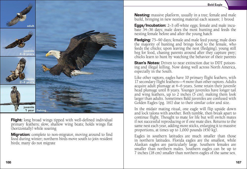 Birds of Prey of the South Field Guide