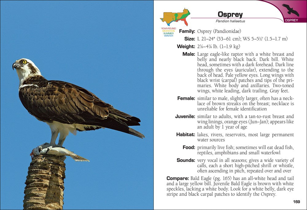 Birds of Prey of the South Field Guide