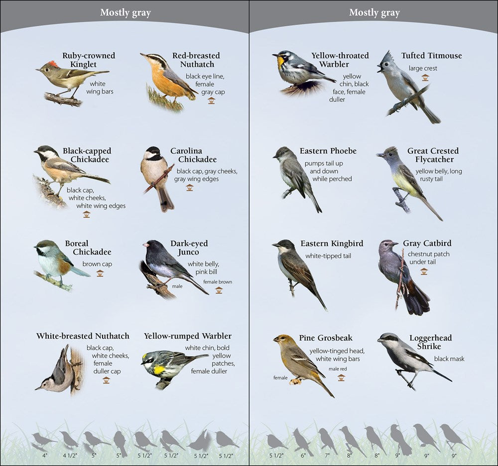 Birds of the Midwest