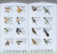 Birds of the Midwest