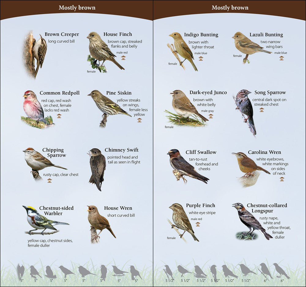 Birds of the Midwest