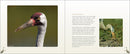 Cranes, Herons & Egrets