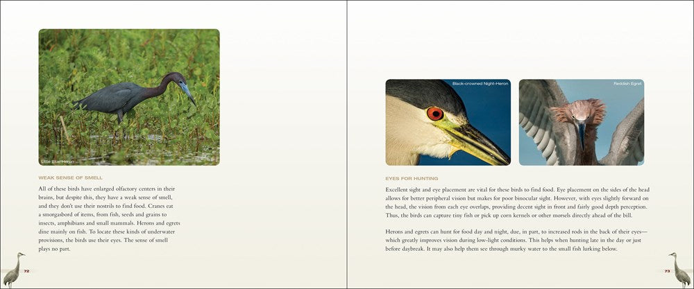 Cranes, Herons & Egrets