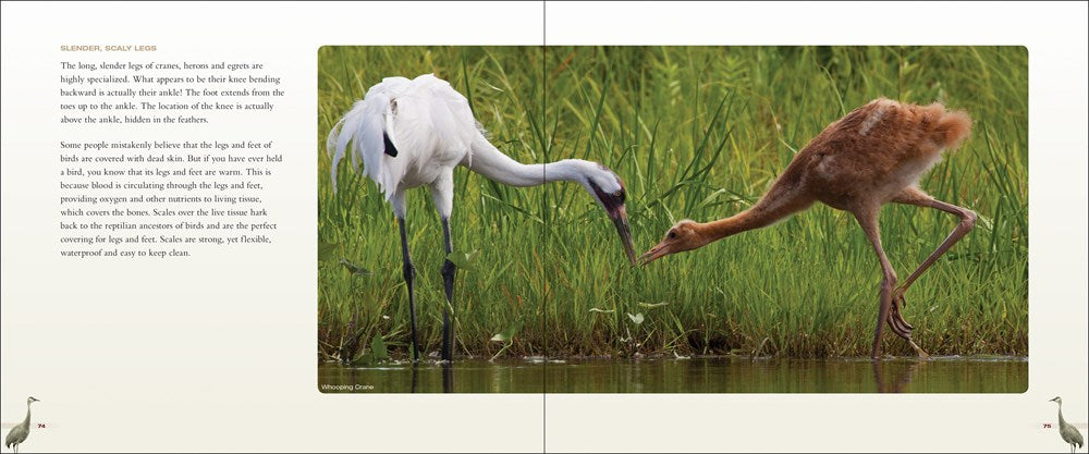 Cranes, Herons & Egrets