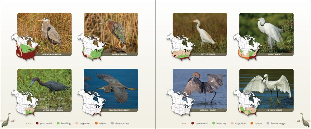 Cranes, Herons & Egrets