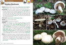 Mushrooms of the Northeast: A Simple Guide to Common Mushrooms