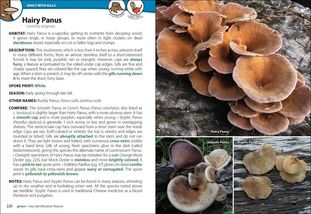 Mushrooms of the Northeast: A Simple Guide to Common Mushrooms