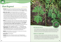 Common Backyard Weeds of the Upper Midwest