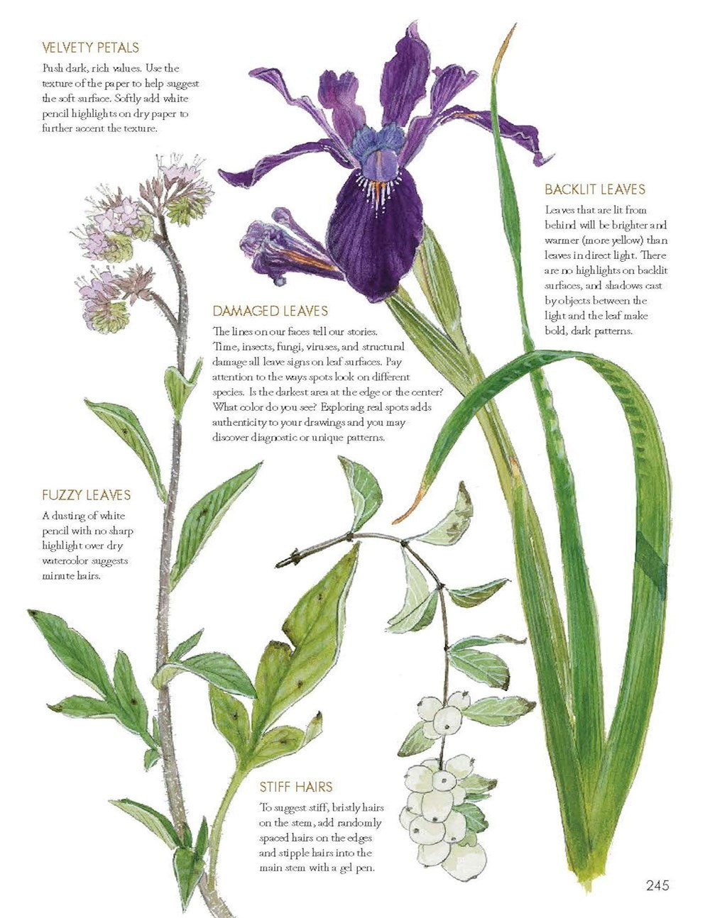 The Laws Guide to Nature Drawing and Journaling