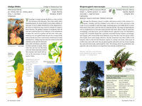 A Californian's Guide to the Trees Among Us