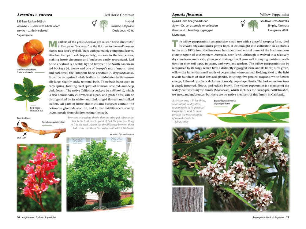 A Californian's Guide to the Trees Among Us