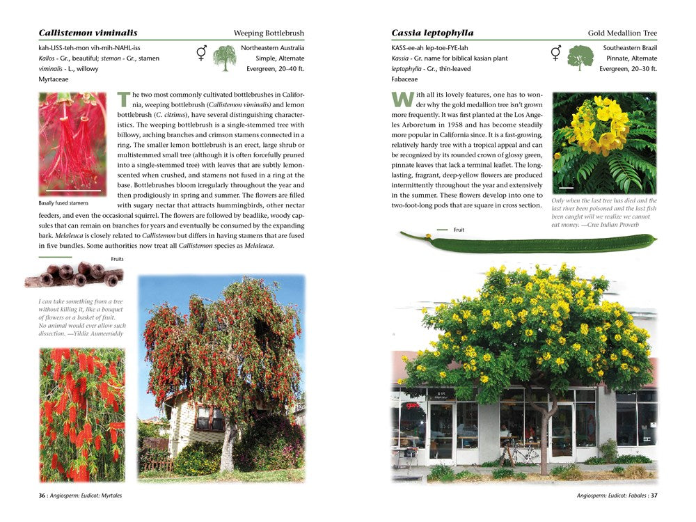 A Californian's Guide to the Trees Among Us