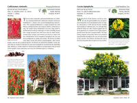 A Californian's Guide to the Trees Among Us