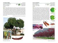 A Californian's Guide to the Trees Among Us