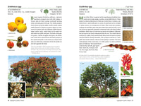 A Californian's Guide to the Trees Among Us