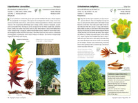 A Californian's Guide to the Trees Among Us