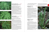 Native Plants of the Southeast