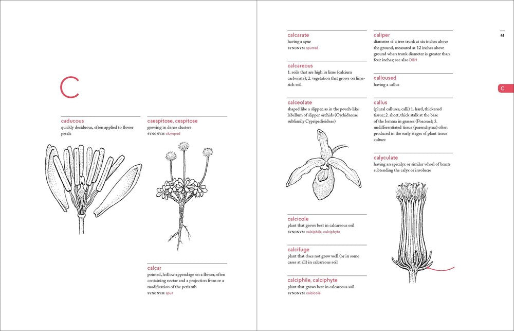 A Botanist's Vocabulary