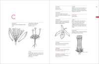 A Botanist's Vocabulary