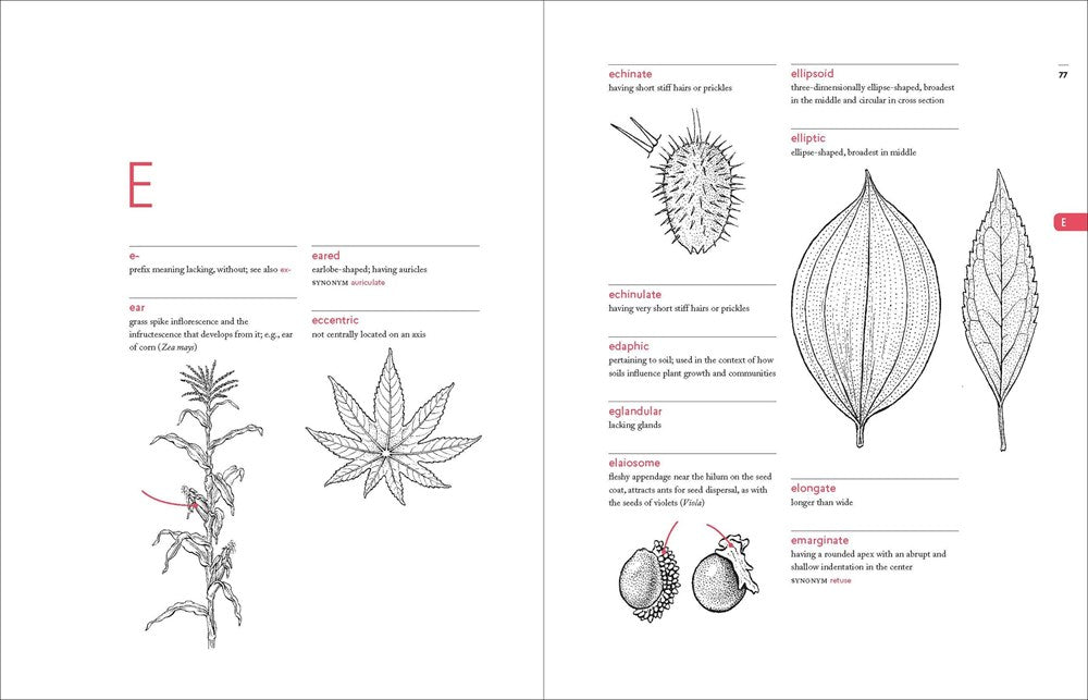 A Botanist's Vocabulary