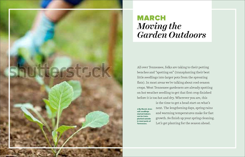 Grow Great Vegetables in Tennessee