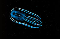 Marine Science for Kids