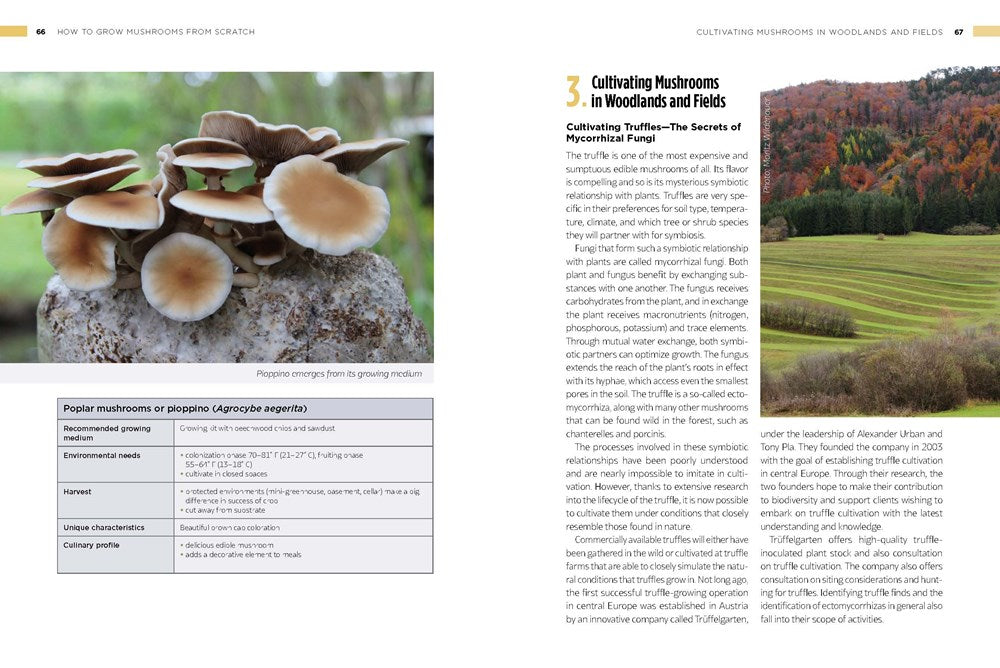 How to Grow Mushrooms from Scratch