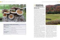 How to Grow Mushrooms from Scratch