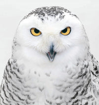 Raptors: Birds of Prey