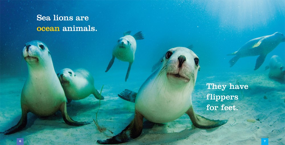 Seedlings: Sea Lions