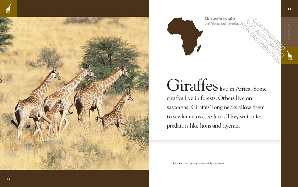 Giraffes