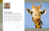 Giraffes