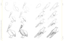 Draw Like an Artist: 100 Birds, Butterflies, and Other Insects