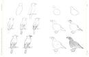 Draw Like an Artist: 100 Birds, Butterflies, and Other Insects