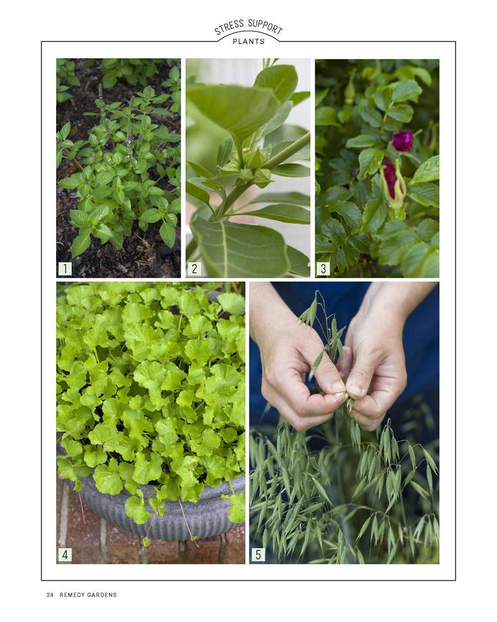 Grow Your Own Herbal Remedies