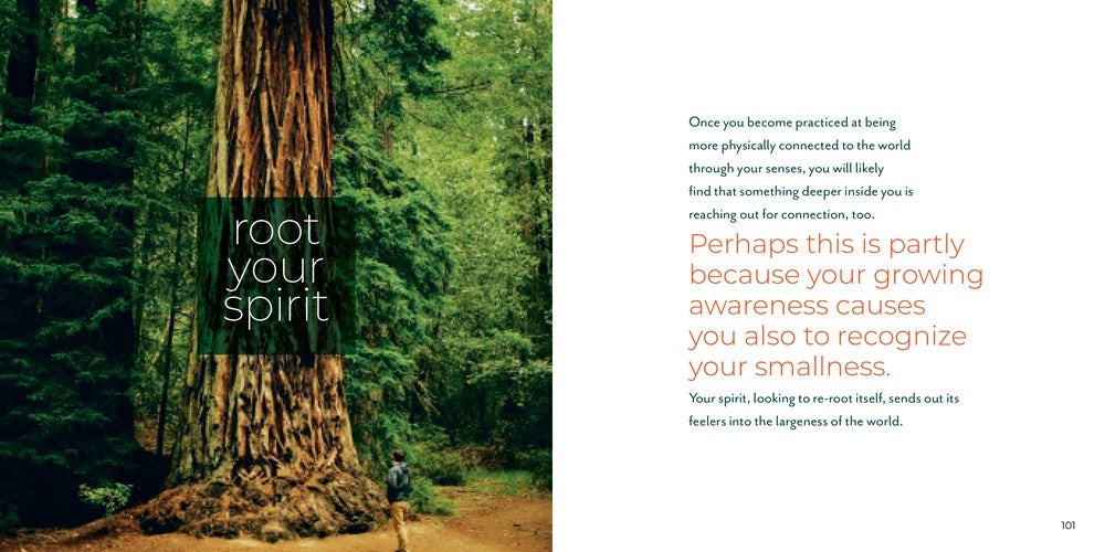 Forest Bathing Retreat