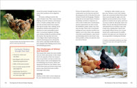 Let's All Keep Chickens!